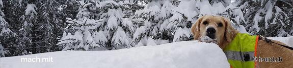 Concorso: escursione invernale preferita con il cane in Svizzera