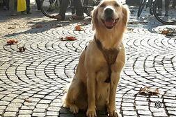 Lieux oubliés : découvrez la Suisse avec un chien