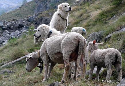 Incontrare i cani da guardia in sicurezza