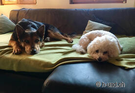 Luck und Joy freuen sich auf euch!