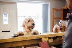 Hôtels avec chien : Découvrez la Suisse