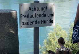 Zone de baignade pour chiens St. Alban-Rheinweg.