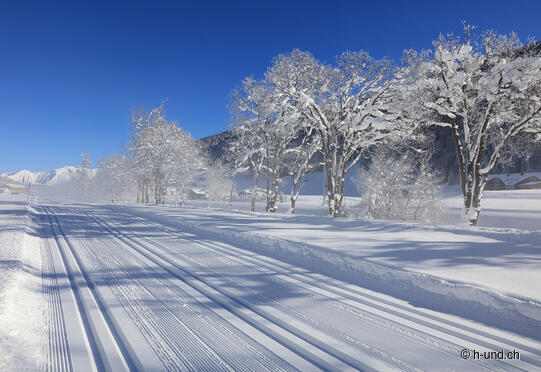 La piste des chiens à Bolgen - Frauenkirch Davos