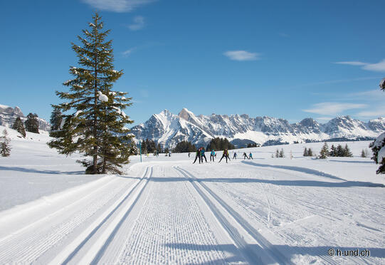 Piste de ski de fond pour chiens Flumserberg