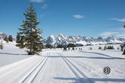 Sentiero di sci di fondo per cani Flumserberg