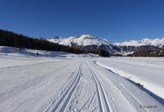 Sentier de fond pour chiens Zuoz-S-chanf