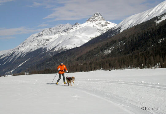 Cross-country trail for dogs: Circular trail La Punt-Madulain
