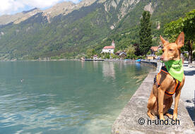 Brenes sul lago di Brienz.