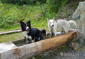 Wellness für Hunde im Kneipbecken.