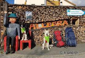 Zwei müde Hunde am frühen Morgen.