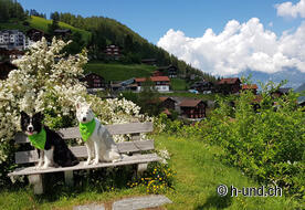 Chiens devant le village de Tschirtschen.