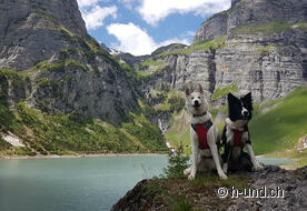 Hunde beim Panixer Stausee