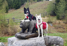 Sur la piste de l'ours avec Gypsie et Mia