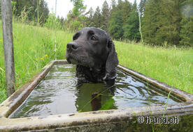 Vishi am Abkühlen - in der Nähe Jakobsbad