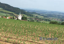 Jakobsweg mit Hund: Schweiz erleben