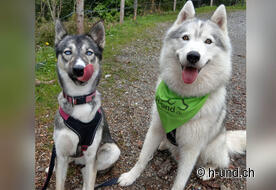 Appena rafforzati continuiamo a Svitto