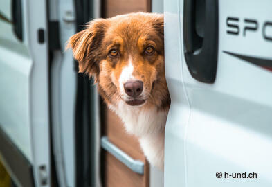 Camping Weekend mit Wohnmobil von HundMobil (für 3Nächte)