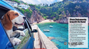 Vacances en camping avec un chien