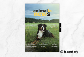 Schweiz mit Hund erleben