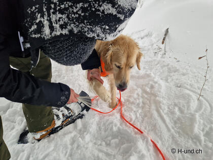 Lifehack: Schnee problemlos aus dem Hundefell entfernen 