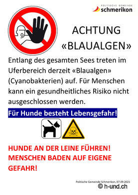 Schmerikon (SG): Toxische Blaualge nun entlang des gesamten Ufers nachweisbar