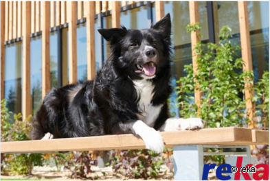 Gutschein (CHF 300.-) von reka 