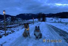 Laternliweg Ägeri 305 lanternes sur un parcours de 3 KM. Ouvert de fin novembre à début janvier.