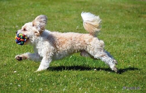 S'amuser et s'occuper avec son chien