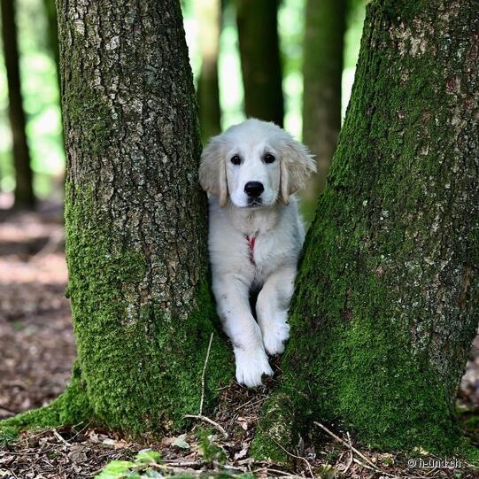Hundekurs: Wanderwoche mit Hund