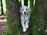 Hundekurs: Wanderwoche mit Hund