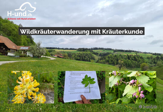 Wildkräuterwanderung mit Kräuterkunde