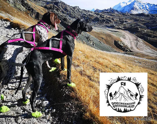 DogTrekking Switzerland