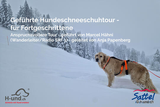 Geführte Hundeschneeschuhtour für Fortgeschrittene