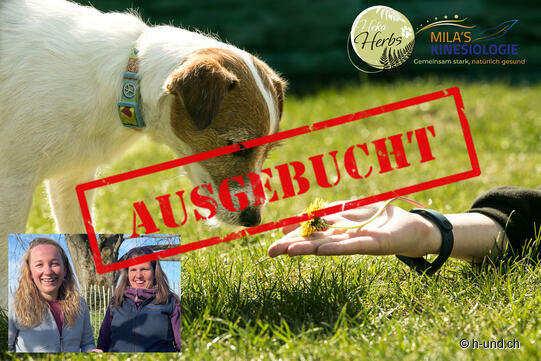 Kräuter & Kinesiologie für Hundehalter – Die Natur mit allen Sinnen erleben! 🐾