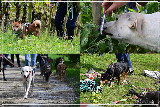 Kriminalfall im Weinberg - SOKO Wuff ermittelt