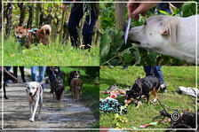 Kriminalfall im Weinberg - SOKO Wuff ermittelt