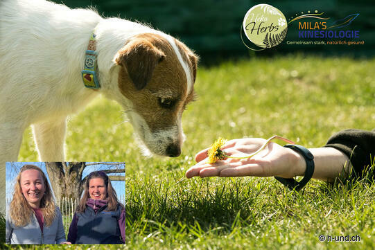 Kräuter & Kinesiologie für Hundehalter – Die Natur mit allen Sinnen erleben! 🐾