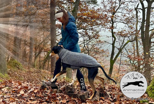 Fitte Hunde für die Wandersaison – Physiowalk für unsere vierbeinigen Wanderfreude