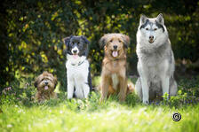 «Alltagshelden» – Trainingswoche mit Ihrem Hund