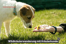 Wildkräuterwanderung mit Kräuterkunde