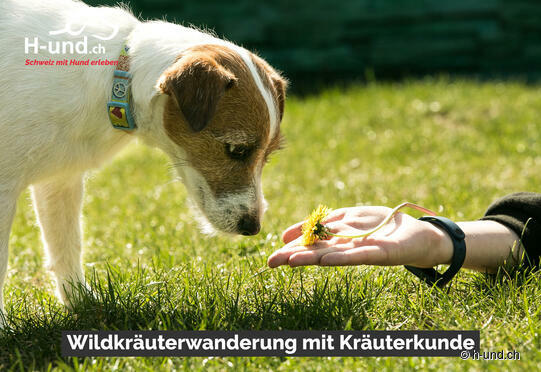 Wildkräuterwanderung mit Kräuterkunde