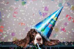 Veranstaltungskalender: tolle Veranstaltungen und Kurse mit Hund