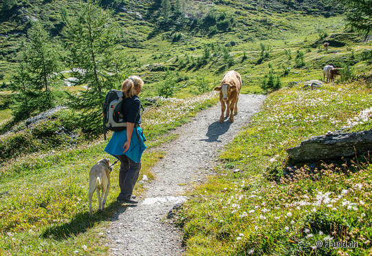 Wandern mit Hund bei Kuhbegegnung