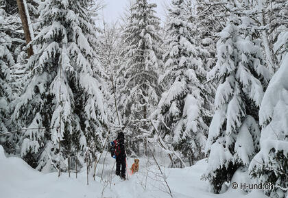 Top - Randonnées avec un chien en hiver.