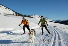 Activités dans la neige : plaisir et exercice pour l'homme et le chien.
