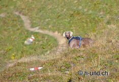 Indira in movimento.