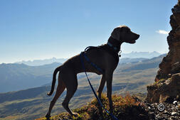 Randonnées avec un chien : découvrez la Suisse