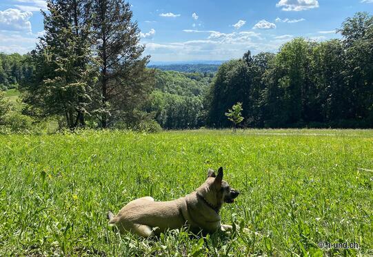 Albisstutz-Uetliberg