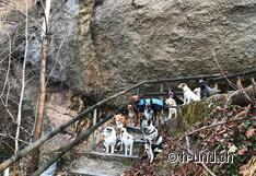 Glückliche Rudelrunde mit Citydogs.