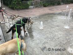 Wasserspiel und Spass auch für Hunde